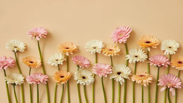 Composição Flores Gerbera Frescas Fundo Bege Dia São Valentim — Fotografia de Stock