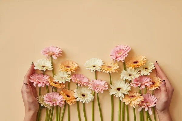 Női Kéz Gazdaság Összetétele Friss Gerbera Virágok Valentin Nap Anyák — Stock Fotó