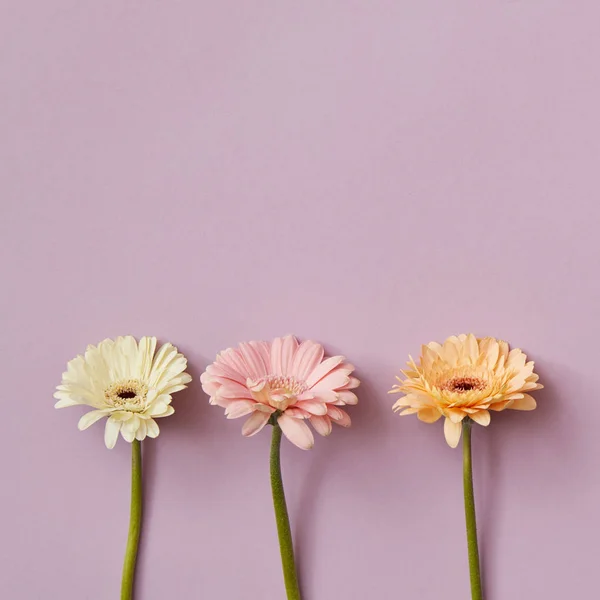 Minimalistické Složení Tří Květiny Gerbera Pozadí Lila Den Svatého Valentýna — Stock fotografie
