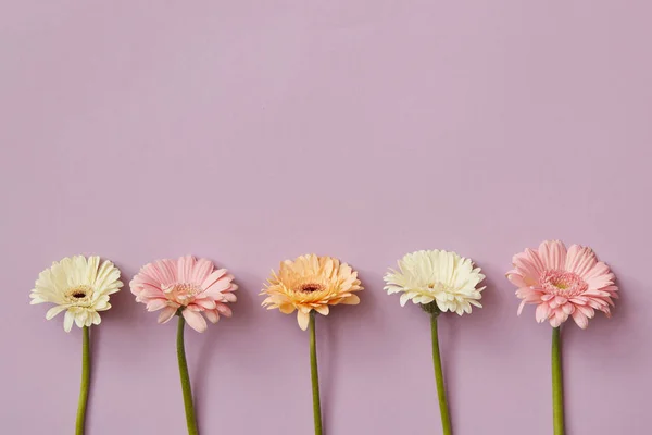 Composición Flores Frescas Gerberas Sobre Fondo Lila Día San Valentín —  Fotos de Stock