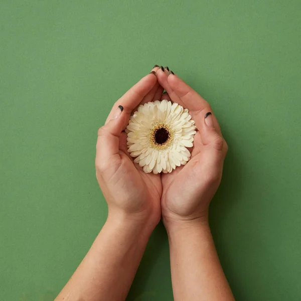 Γυναικεία Χέρια Που Κρατούν Την Όμορφη Λευκή Ζέρμπερα Πράσινο Φόντο — Φωτογραφία Αρχείου