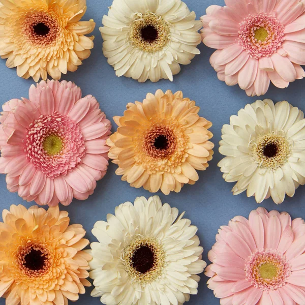 Motif Fleurs Gerbera Fraîches Sur Fond Bleu Saint Valentin Fête — Photo