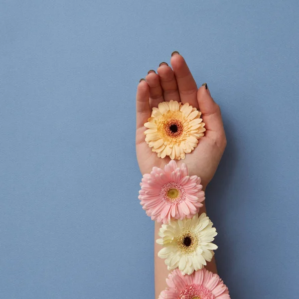 Flores Frescas Gerbera Mão Feminina Sobre Fundo Azul Dia Dos — Fotografia de Stock