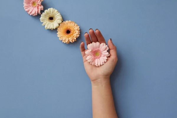 Composição Flores Gerbera Frescas Mão Feminina Sobre Fundo Azul Dia — Fotografia de Stock