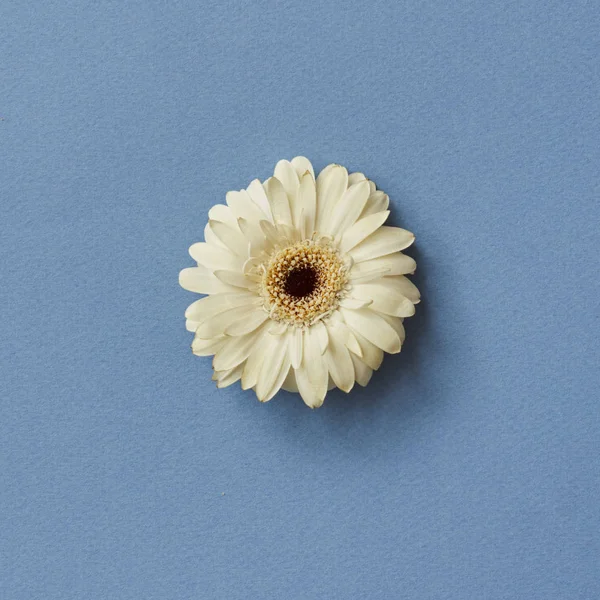 Hermosa Flor Gerberas Blancas Sobre Fondo Azul Tarjeta Felicitación San —  Fotos de Stock