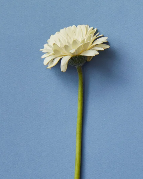 Piękna Biała Gerbera Kwiat Niebieskim Tle Powitanie Karta Walentynki Dzień — Zdjęcie stockowe