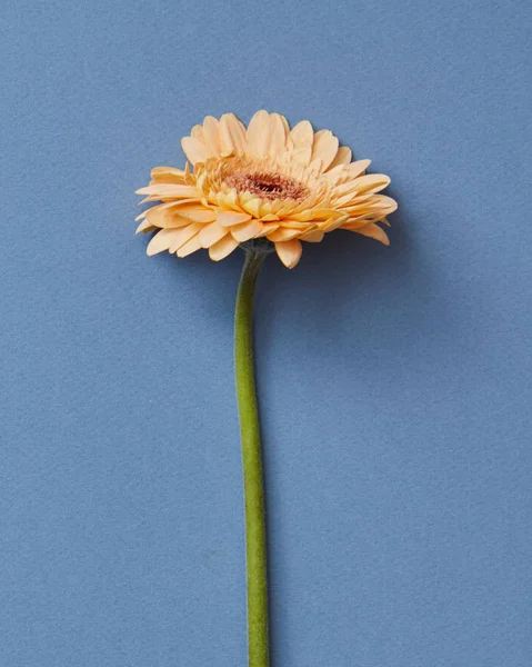 グリーティング カード バレンタインデー 母の日 青の背景に美しいオレンジ色のガーベラの花 — ストック写真