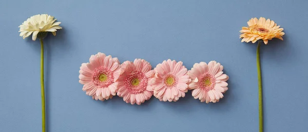 Kreativa Sammansättning Färska Gerbera Blommor Blå Bakgrund Figur Från Tetris — Stockfoto