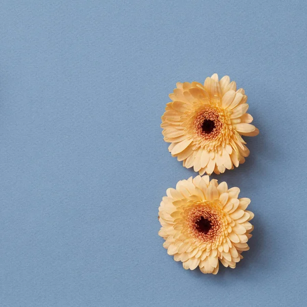 Minimalista Összetételének Két Narancs Gerbera Virágok Kék Háttérrel Valentin Nap — Stock Fotó