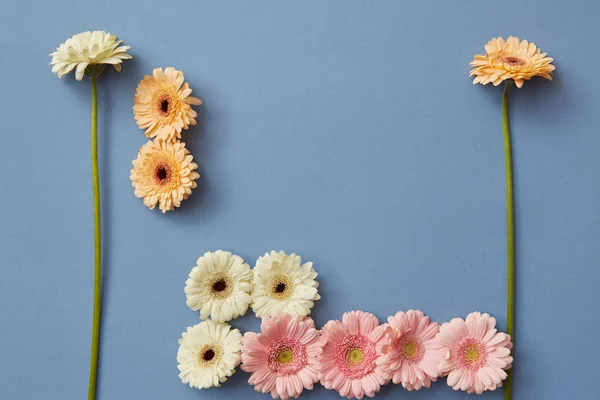 Kreative Komposition Aus Frischen Gerbera Blumen Auf Blauem Hintergrund Figur — Stockfoto