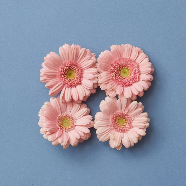 Composition Minimaliste Quatre Fleurs Gerbera Rose Sur Fond Bleu Saint — Photo