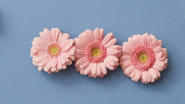 Rad Färsk Rosa Gerbera Blommor Blå Bakgrund Alla Hjärtans Dag — Stockfoto