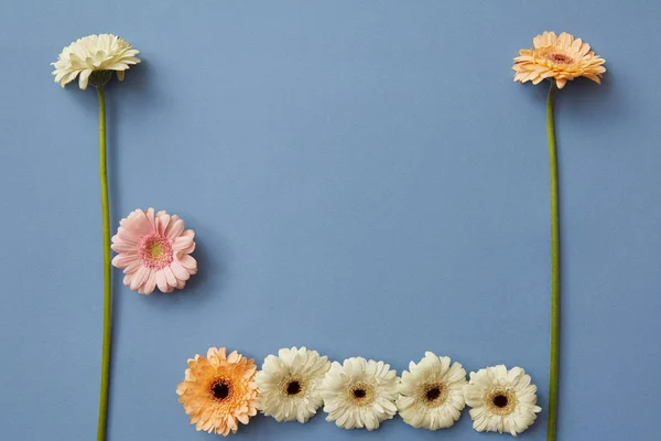 Composición Creativa Flores Frescas Gerberas Sobre Fondo Azul Figura Del —  Fotos de Stock