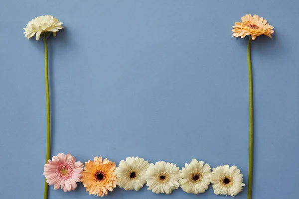 Composición Creativa Flores Frescas Gerberas Sobre Fondo Azul Figura Del —  Fotos de Stock