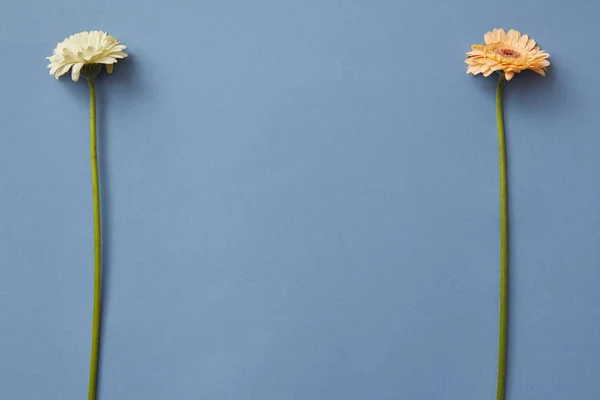 Дві Свіжі Квіти Гербери Синьому Фоні День Матері Березня — стокове фото