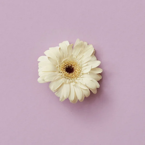 Hermosa Flor Gerberas Blancas Sobre Fondo Rosa Tarjeta Felicitación San —  Fotos de Stock