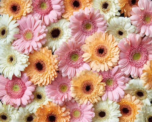 Kompozycji Kwiatów Świeżych Gerbera Walentynki Dzień Matki Marca Dzień Karta — Zdjęcie stockowe
