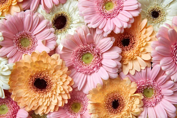Komposition Von Frischen Gerbera Blumen Valentinstag Muttertag März Tageskarte — Stockfoto