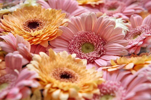 Sammansättning Färska Gerbera Blommor Alla Hjärtans Dag Mors Dag Mars — Stockfoto