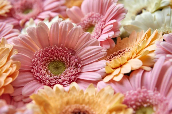 非洲菊新花的组成 情人节 母亲节 3月8日日卡 — 图库照片