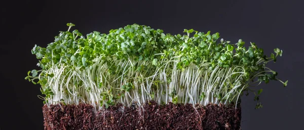 Korrels Gekiemde Grond Zwarte Achtergrond Als Ingrediënt Voor Salade Macrobiotische — Stockfoto
