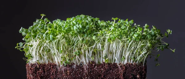 Grani Germogliati Terra Fondo Nero Come Ingrediente Insalata Cibo Macrobiotico — Foto Stock