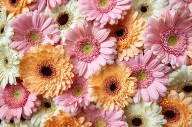 bileşimi taze gerbera çiçekleri, Sevgililer günü, anneler günü, 8 Mart günü kartı