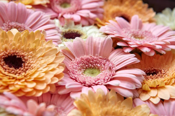 Kompozycji Kwiatów Świeżych Gerbera Walentynki Dzień Matki Marca Dzień Karta — Zdjęcie stockowe