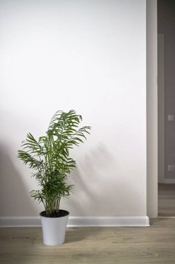 Beyaz duvar karşı beyaz seramik tencerede dekoratif Areca palmiye ağacı