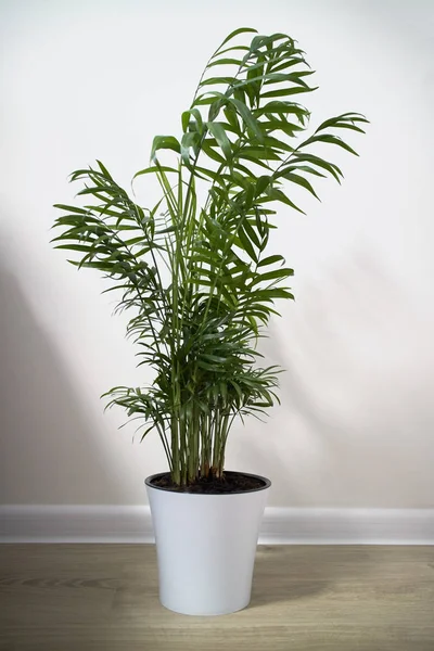 Домашнее Растение Chamaedorea Керамический Цветочный Горшок Белом Фоне — стоковое фото