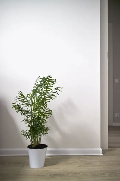 Decorative Areca Palm tree in white ceramic pot against white wall