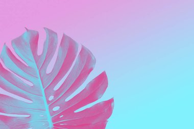 Monstera yaprak çift ton pembe ve mavi arka plan, neon tarzı