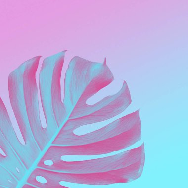 Monstera yaprak çift ton pembe ve mavi arka plan, neon tarzı