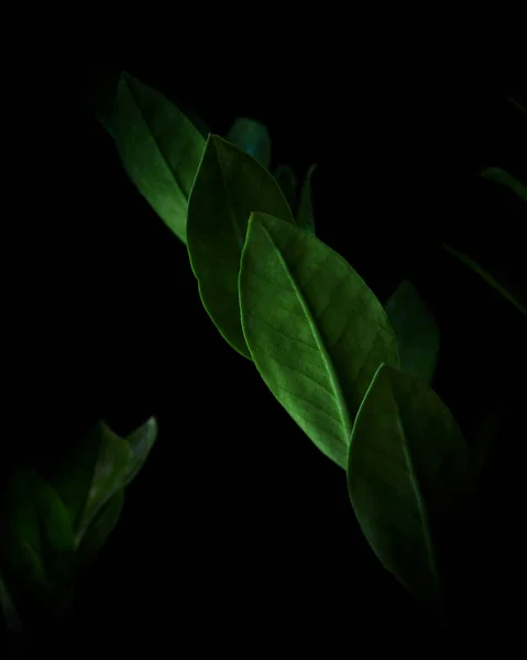 黒の背景に緑の葉と自然な背景 — ストック写真