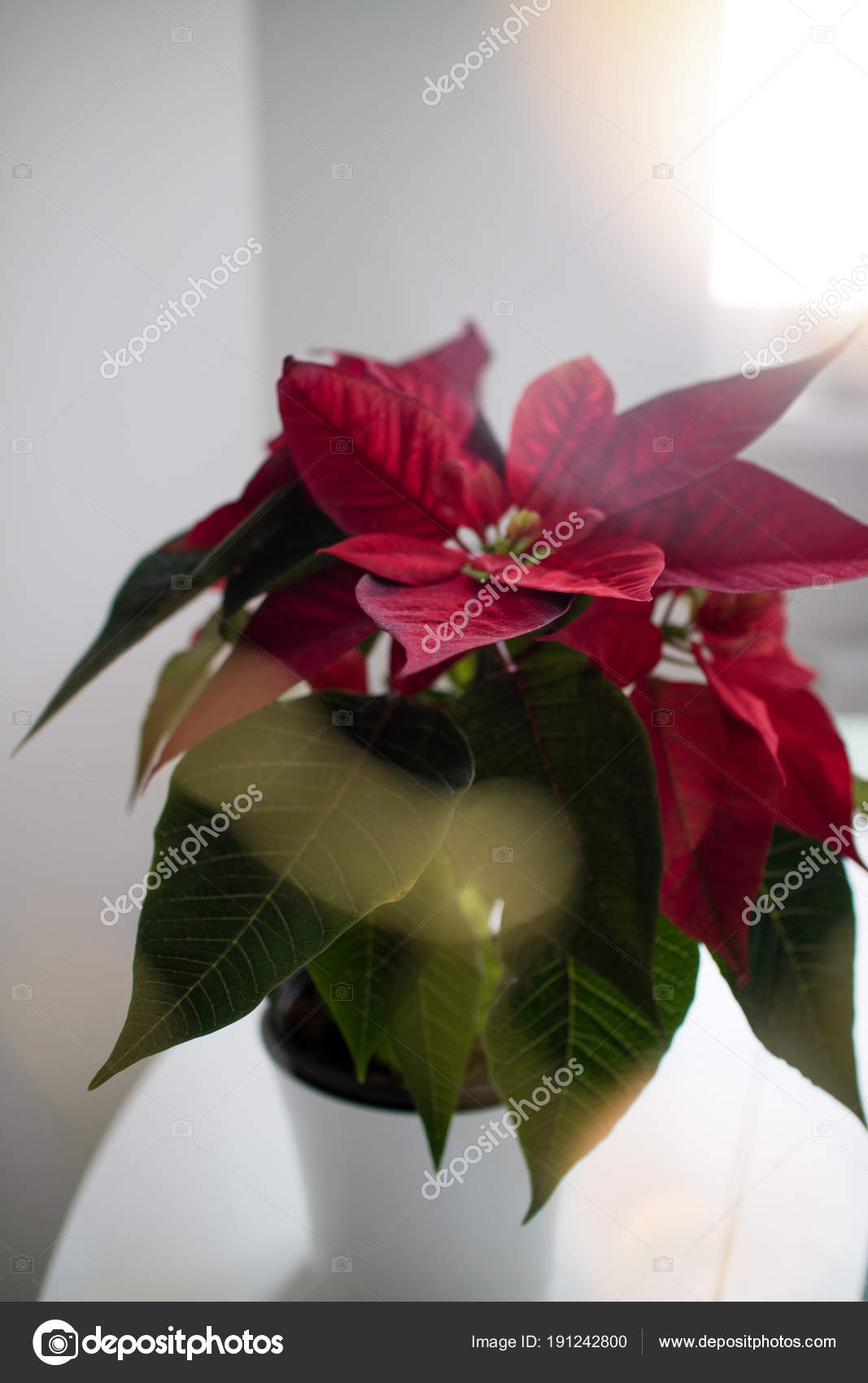 Cuiyto Weihnachtsstern Pflanze Kaufen