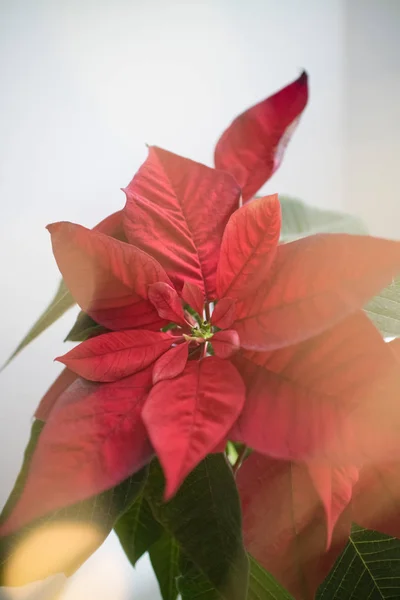 Hermosa Planta Poinsettia Roja Maceta Flor Tradicional Navidad —  Fotos de Stock