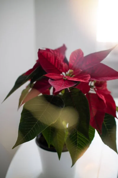 Bela Planta Poinsettia Vermelha Vaso Flor Tradicional Natal — Fotografia de Stock