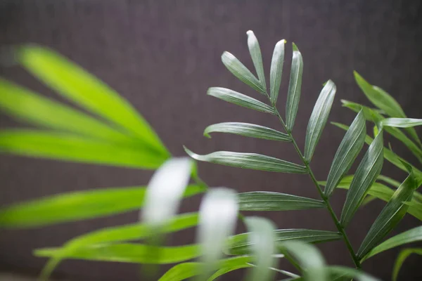 Зелене Листя Будинку Рослини Chamaedorea Над Темному Тлі — стокове фото