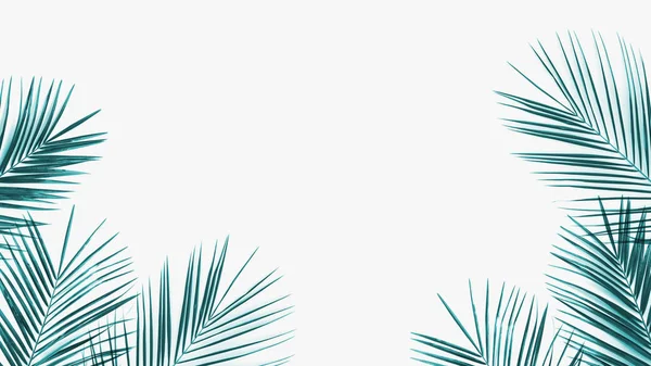 Foglie di palma verde — Foto Stock