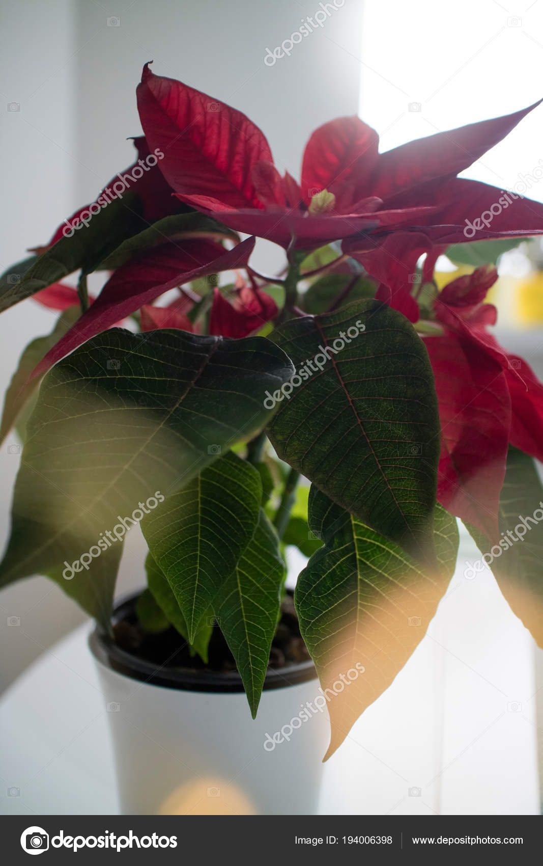 Schöne Rote Weihnachtsstern Pflanze Topf Traditionelle