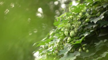 Yaz parkta büyüyen hop (Şerbetçi otu) yeşil bitki closeup video