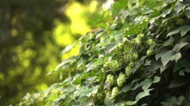 Yaz parkta büyüyen hop (Şerbetçi otu) yeşil bitki closeup video