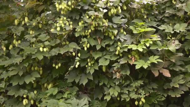 Closeup Video Hop Humulus Lupulus Green Plant Growing Summer Park — Stock Video