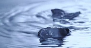 temiz suya düşen buz küpleri