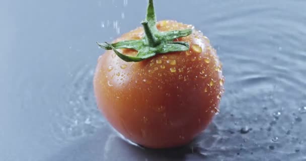 Eau Étant Versée Sur Tomate Fraîche Mûre Sur Fond Bleu — Video