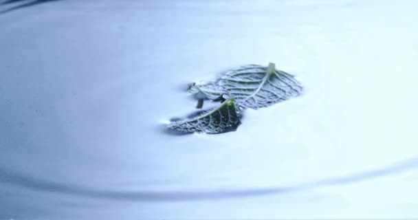 Зеленые Ароматические Листья Мяты Падают Синий Фон Водой — стоковое видео