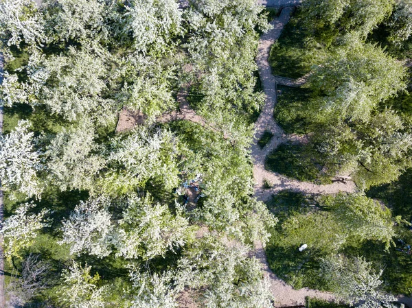 Jardim Com Árvores Floridas Primavera Kiev Ucrânia Vista Aérea — Fotografia de Stock
