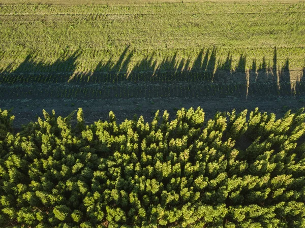 Vista Aérea Floresta Campo Verde Campo — Fotografia de Stock