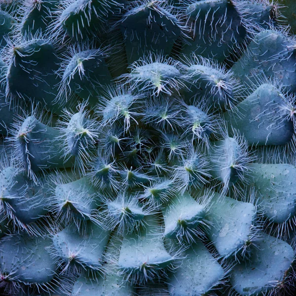 Natürliches Muster Der Blüte Der Sukkulenten Pflanze Echeveria Borstig Makrofoto — Stockfoto