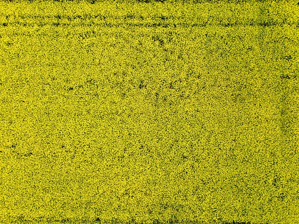 Pohled Shora Pohled Žluté Pole Kvetoucí Řepky Přírodní Pozadí — Stock fotografie